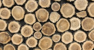 5 datos interesantes sobre las cabañas de madera