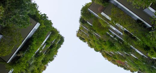 Low-angle view of contemporary buildings flanked by lush trees, converging toward a pale sky.