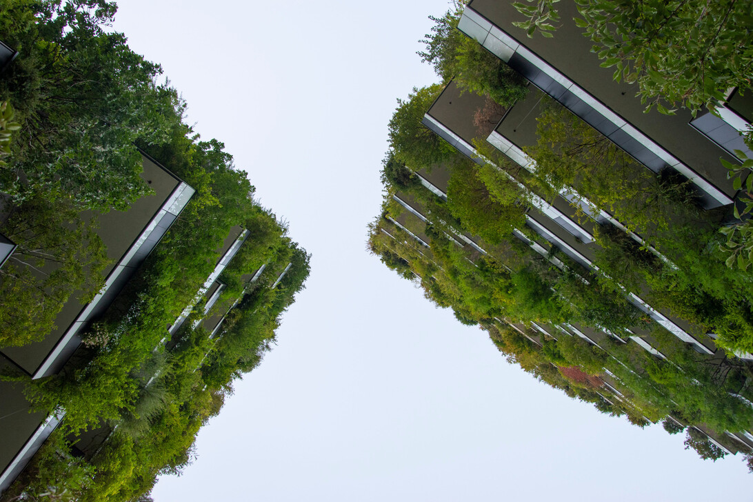 Low-angle view of contemporary buildings flanked by lush trees, converging toward a pale sky.